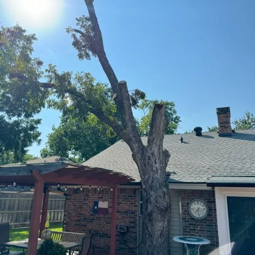 Soto Tree Service Inc gallery 8