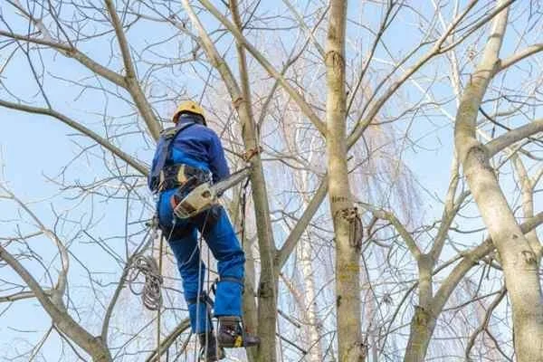 SOUNDVIEW TREE REMOVAL SERVICE gallery 9