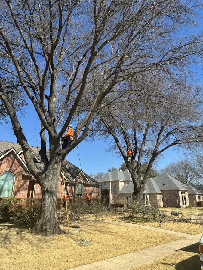 Southwest Tree Service gallery 2