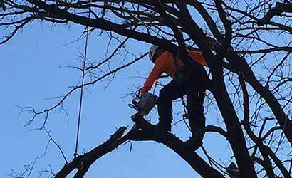 Southwest Tree Service gallery 4