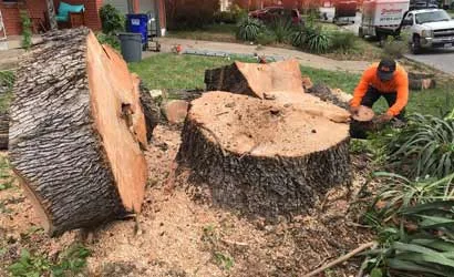 Southwest Tree Service gallery 5