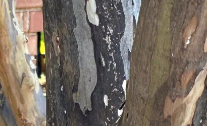 Southwest Tree Service gallery 7