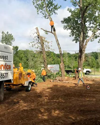 Southwest Tree Service gallery 8