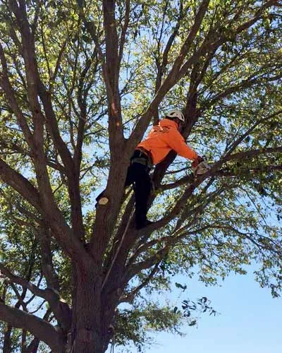 Southwest Tree Service gallery 9