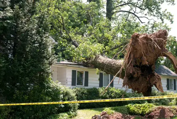 Spartan Tree and Landscape gallery 5