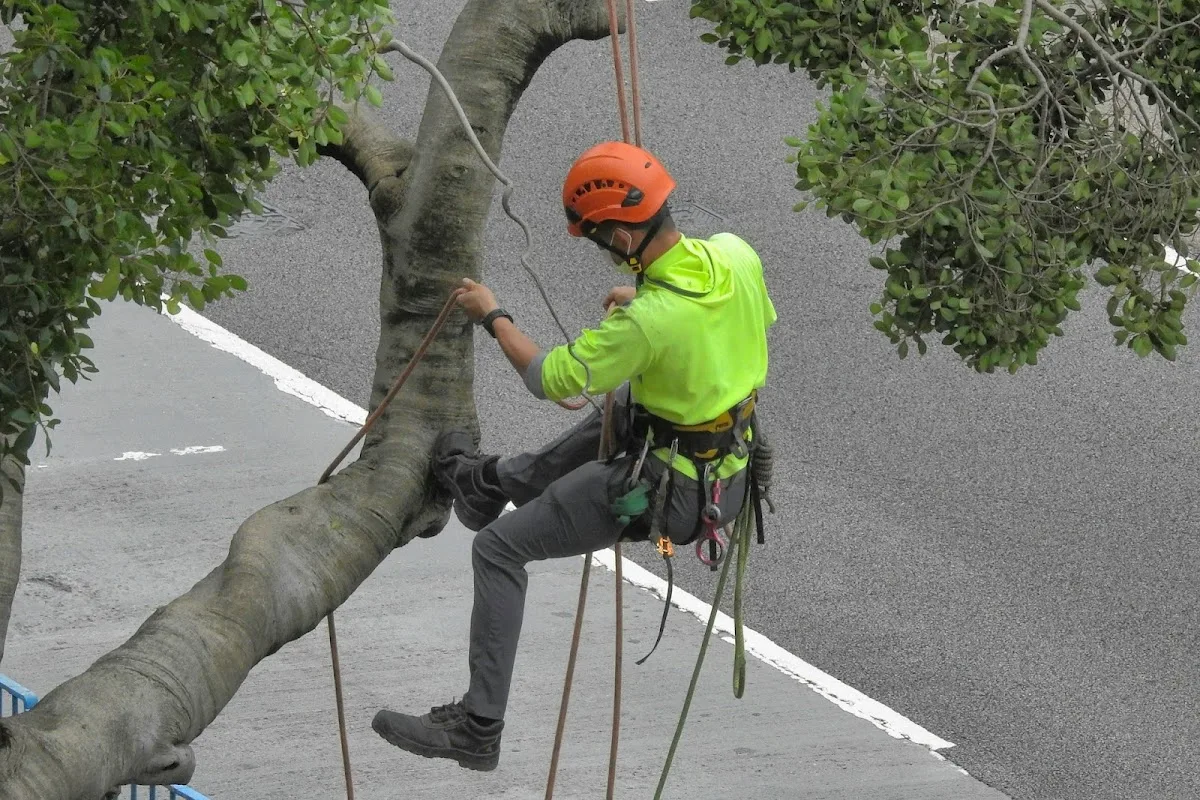 Specialized Tree Care & Landscape gallery 2