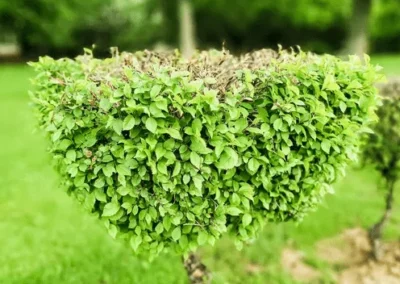 Specialized Tree Care & Landscape gallery 5