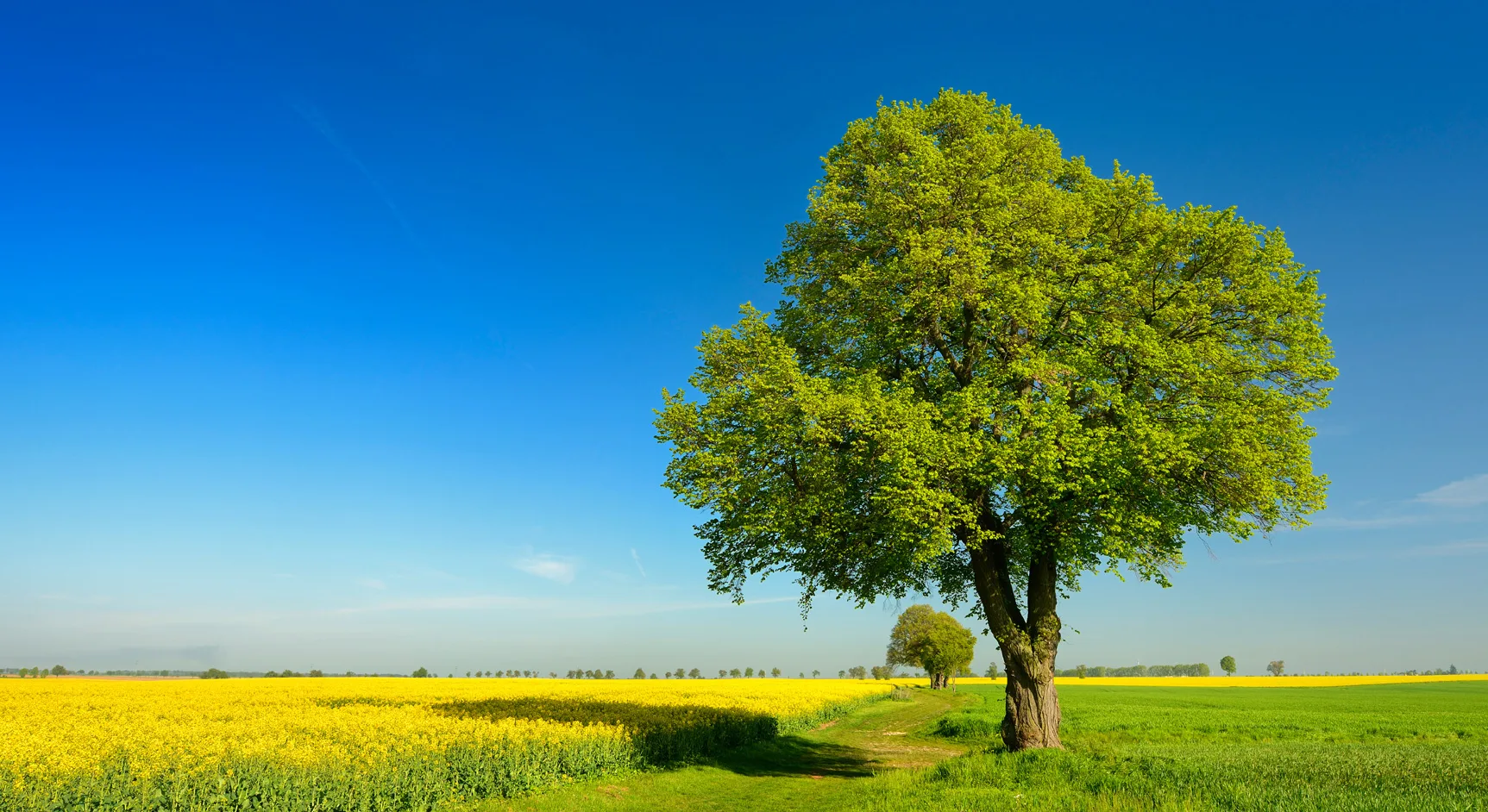 Specialty Tree Care Of Texas LLC gallery 4