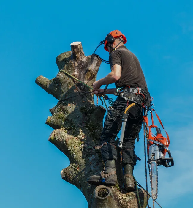 Specialty Tree Care Of Texas LLC gallery 5