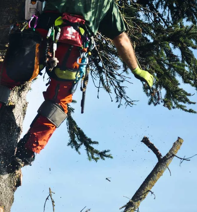 Specialty Tree Care Of Texas LLC gallery 6