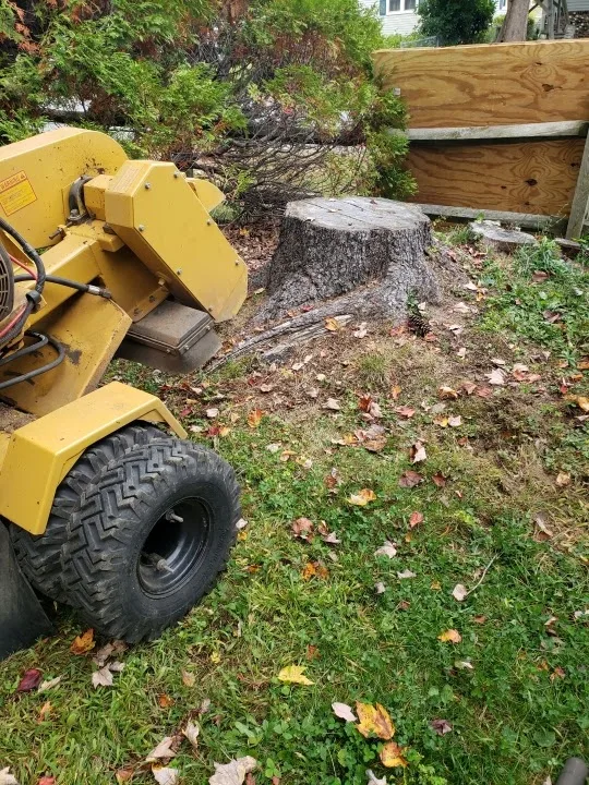 Standard Stump Grinding
