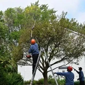 Steve Piper & Sons Tree Service gallery 2