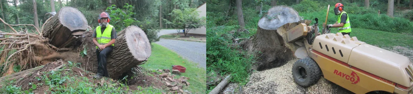 Stump Munchers gallery 9