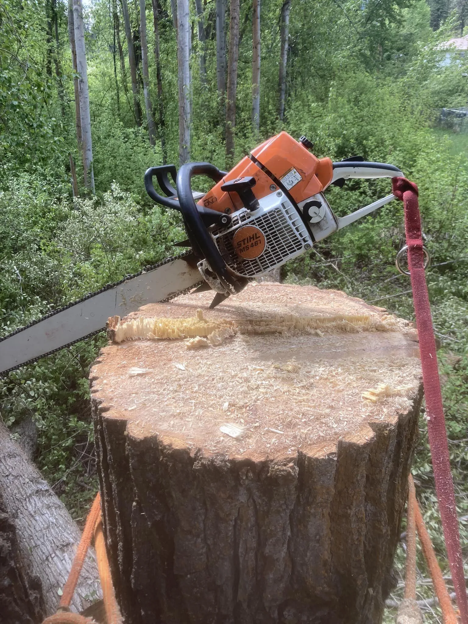 Summit Tree Care LLC gallery 3