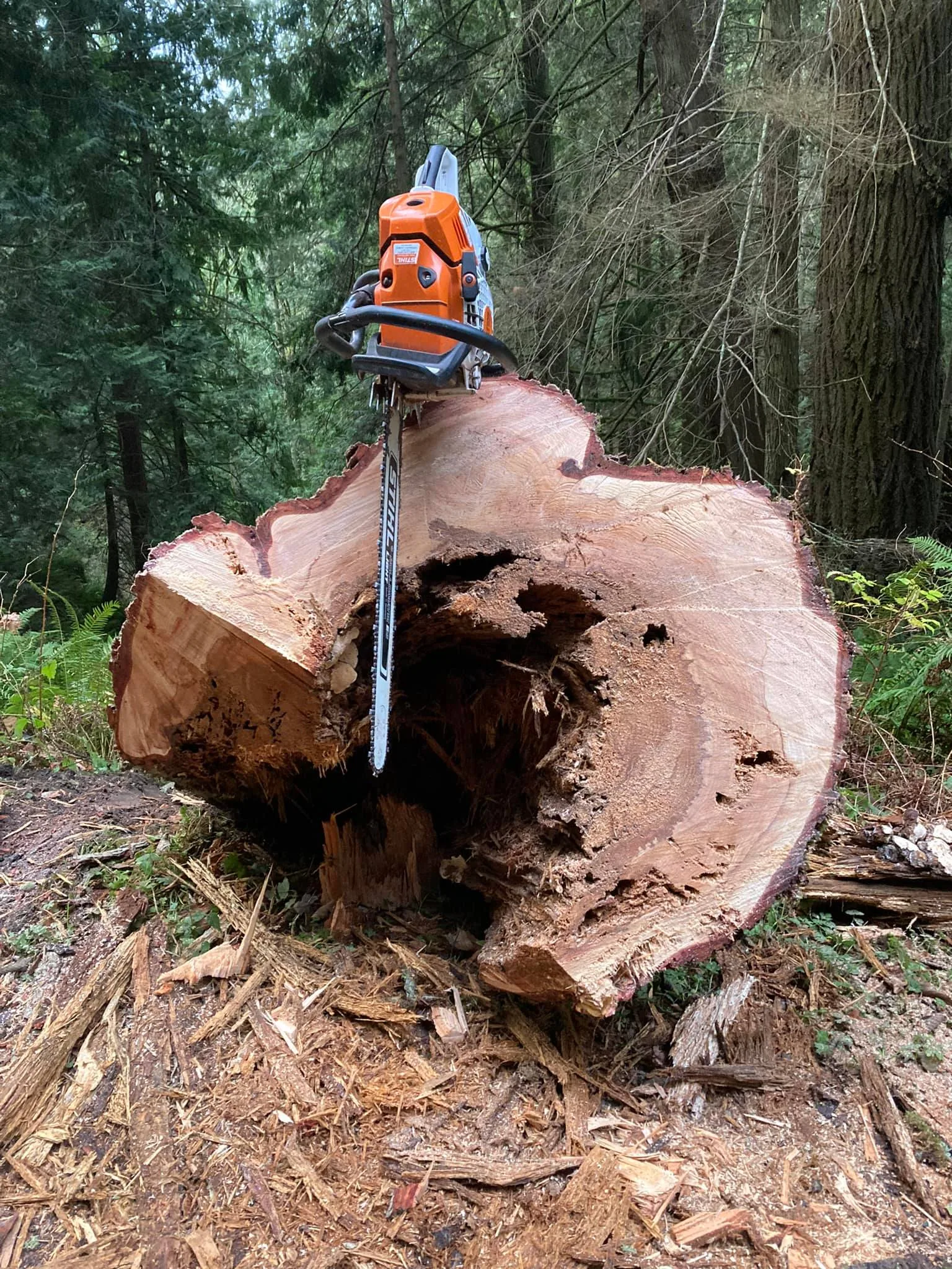 Summit Tree Care LLC gallery 4