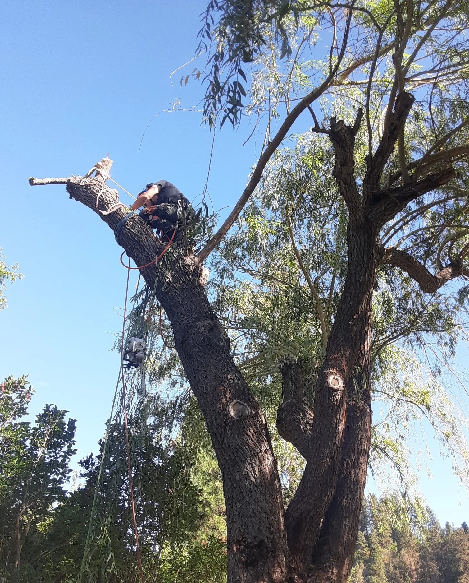 Summit Tree Care LLC gallery 5