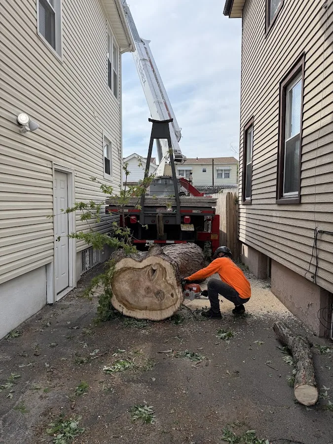 Supreme Tree Solutions