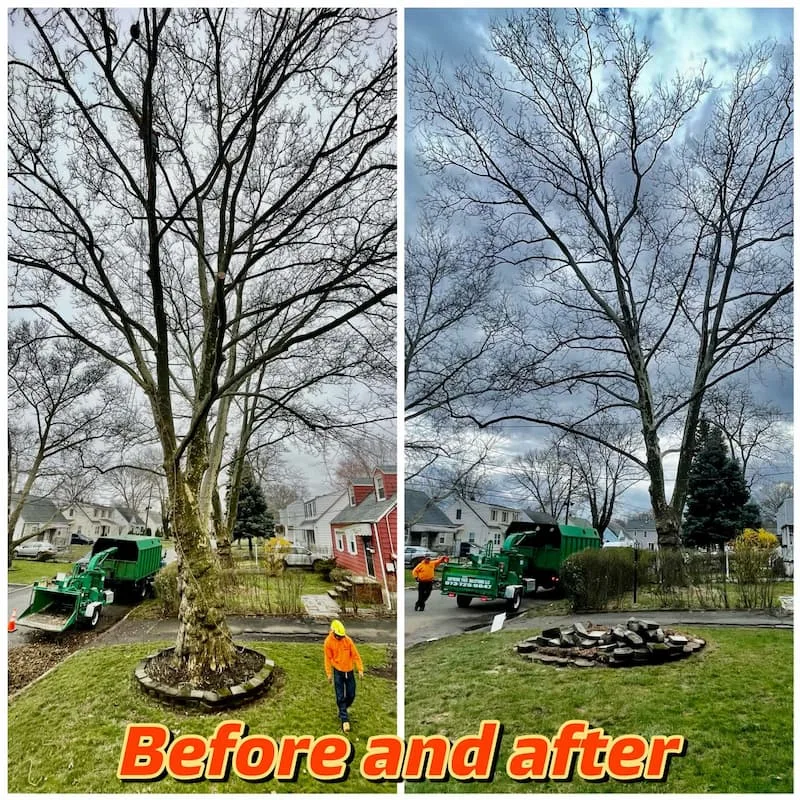 Supreme Tree Solutions gallery 2