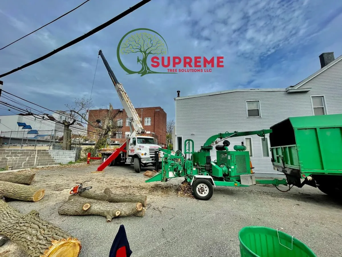 Supreme Tree Solutions gallery 6