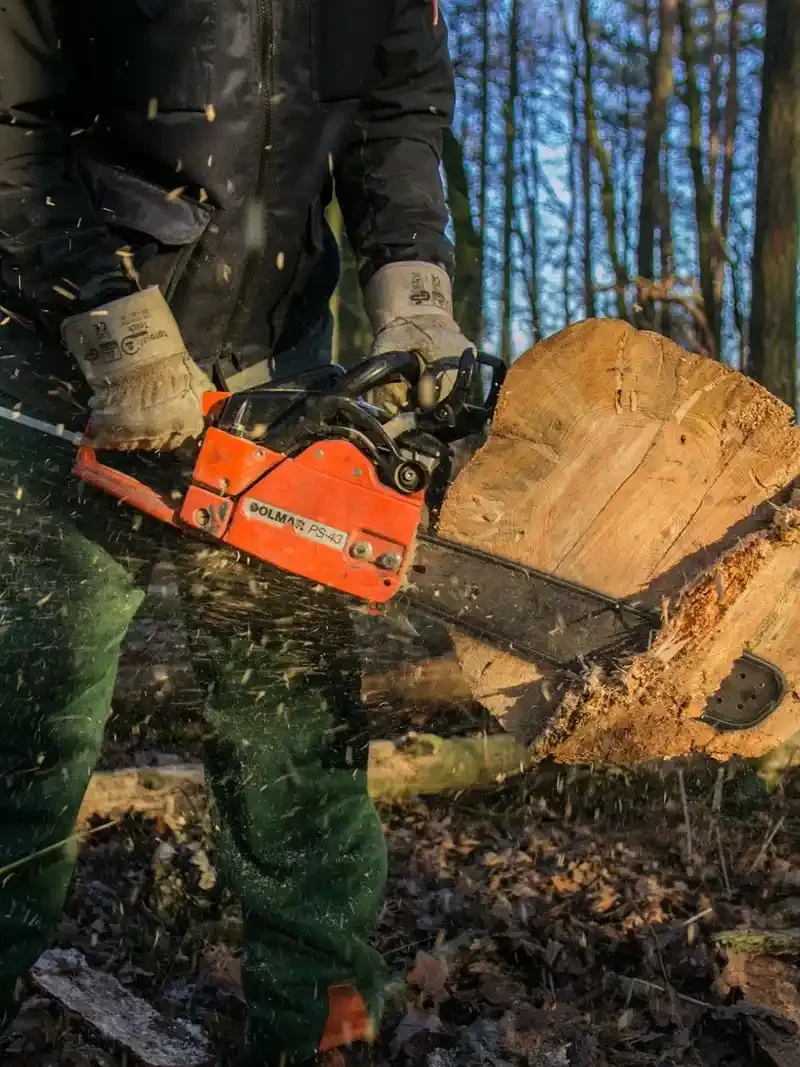 Syracuse Tree Service gallery 7
