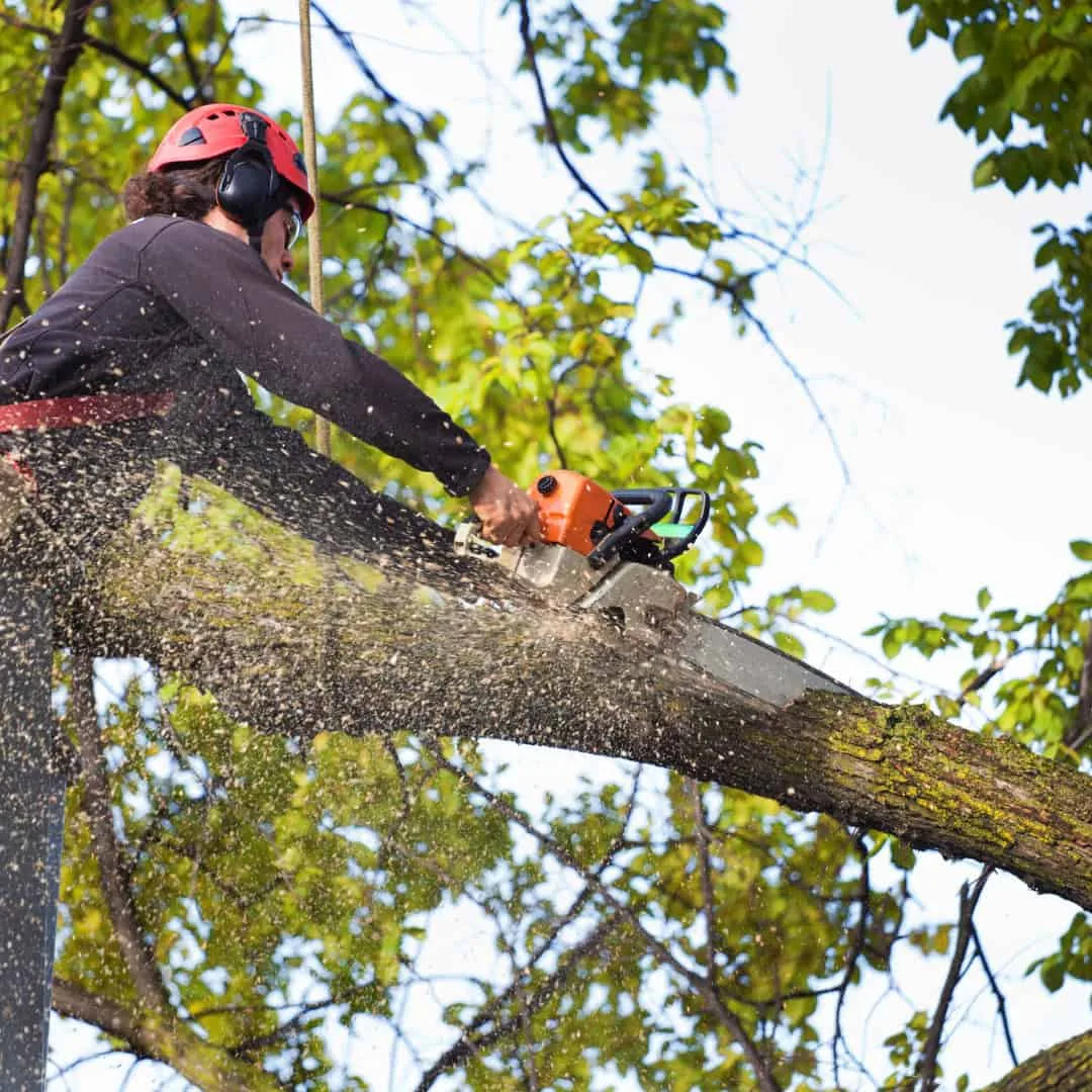 Tackett Tree Service gallery 2