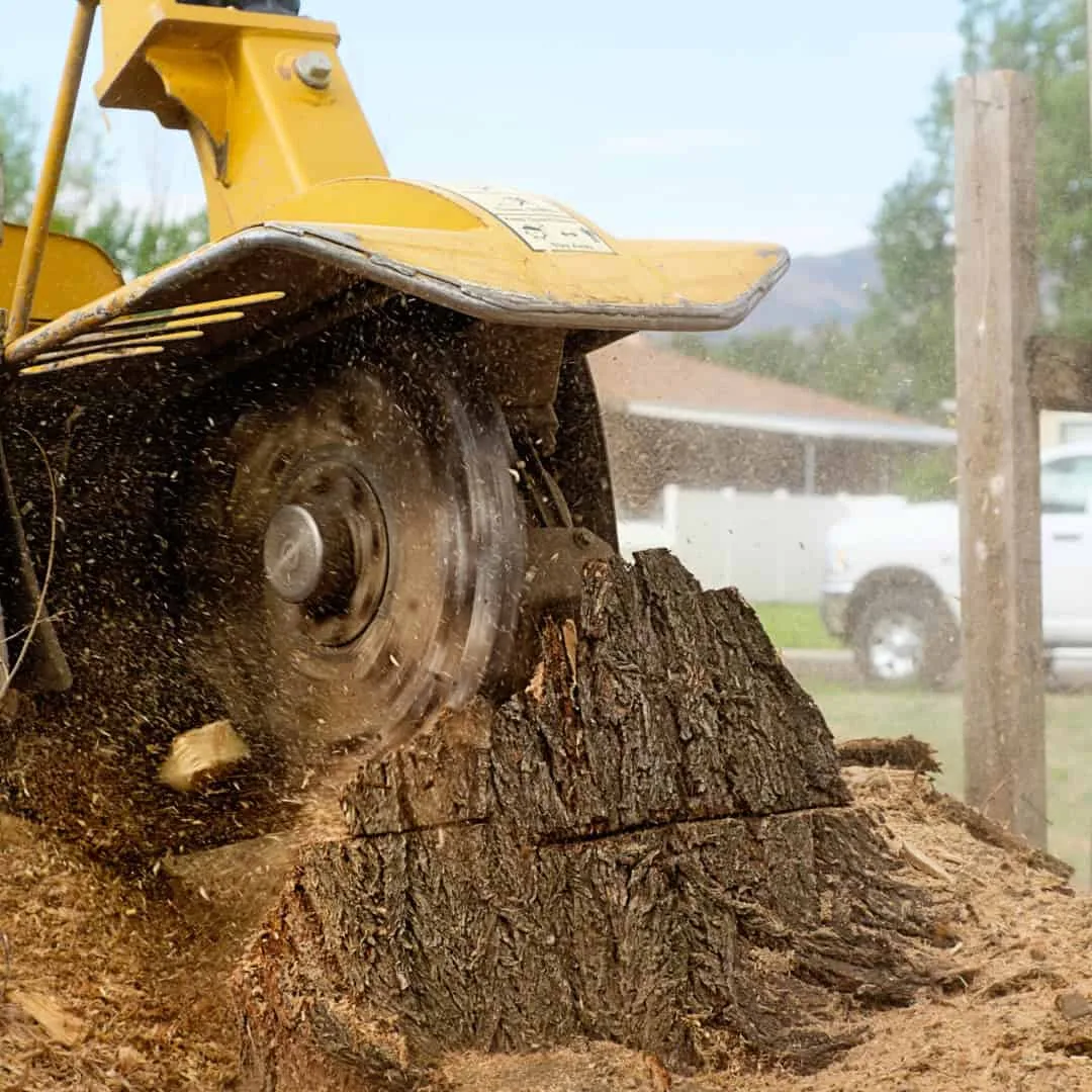 Tackett Tree Service gallery 4