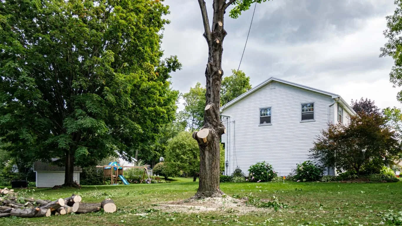Tackett Tree Service gallery 6