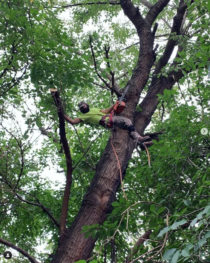 Tarzan Tree Removal, LLC