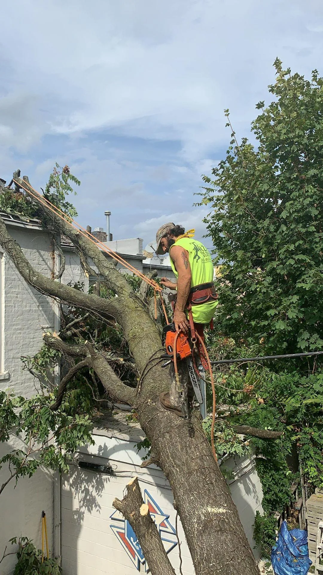 Tarzan Tree Removal, LLC gallery 2