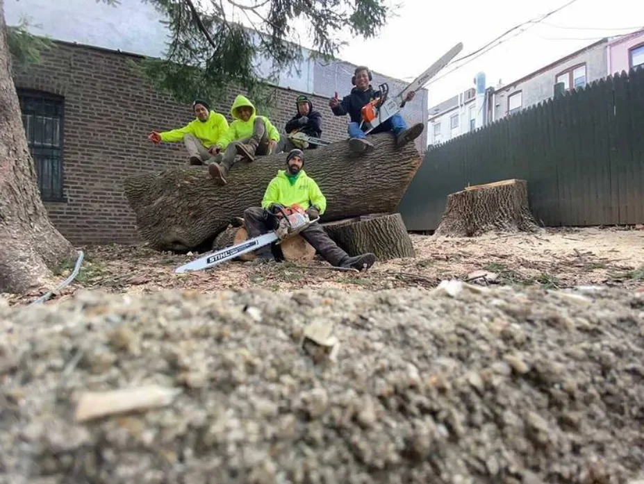 Tarzan Tree Removal, LLC gallery 9