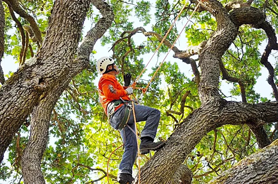 Terry's Tree Service