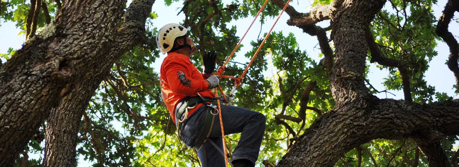 Terry's Tree Service gallery 3