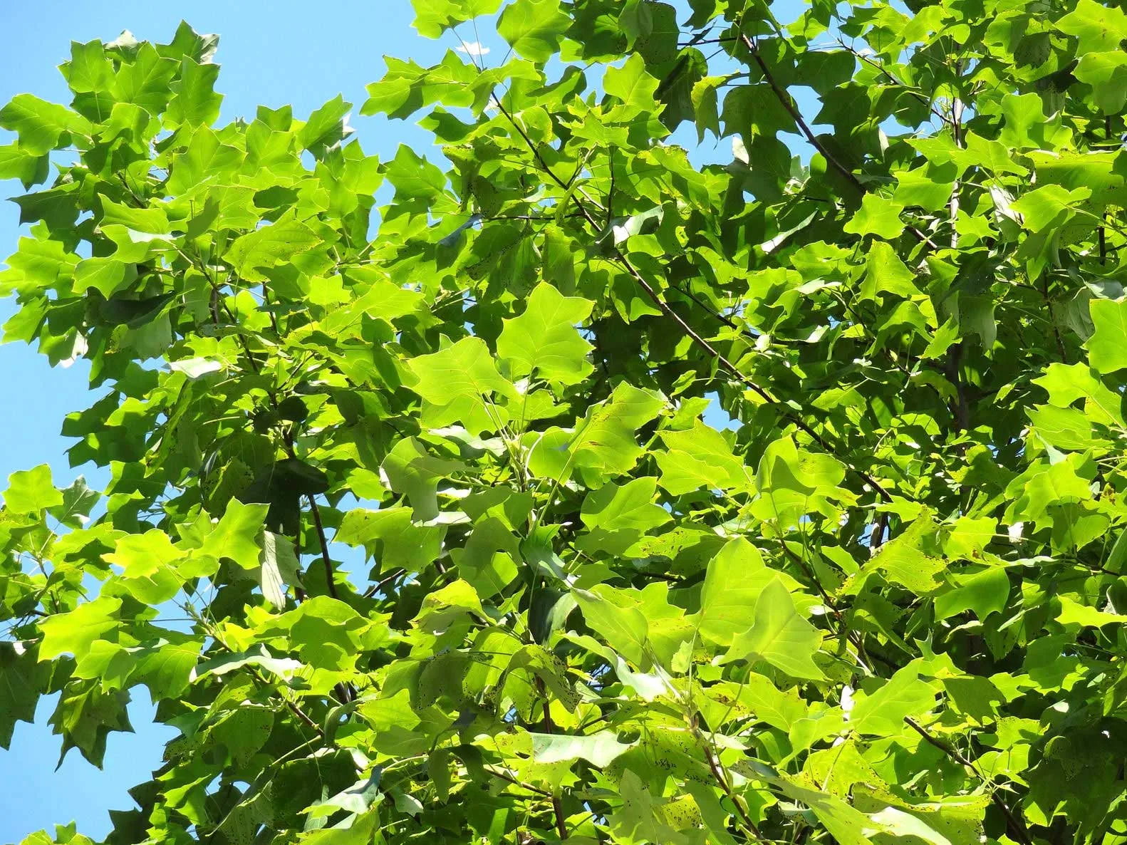 Terry's Tree Service gallery 4