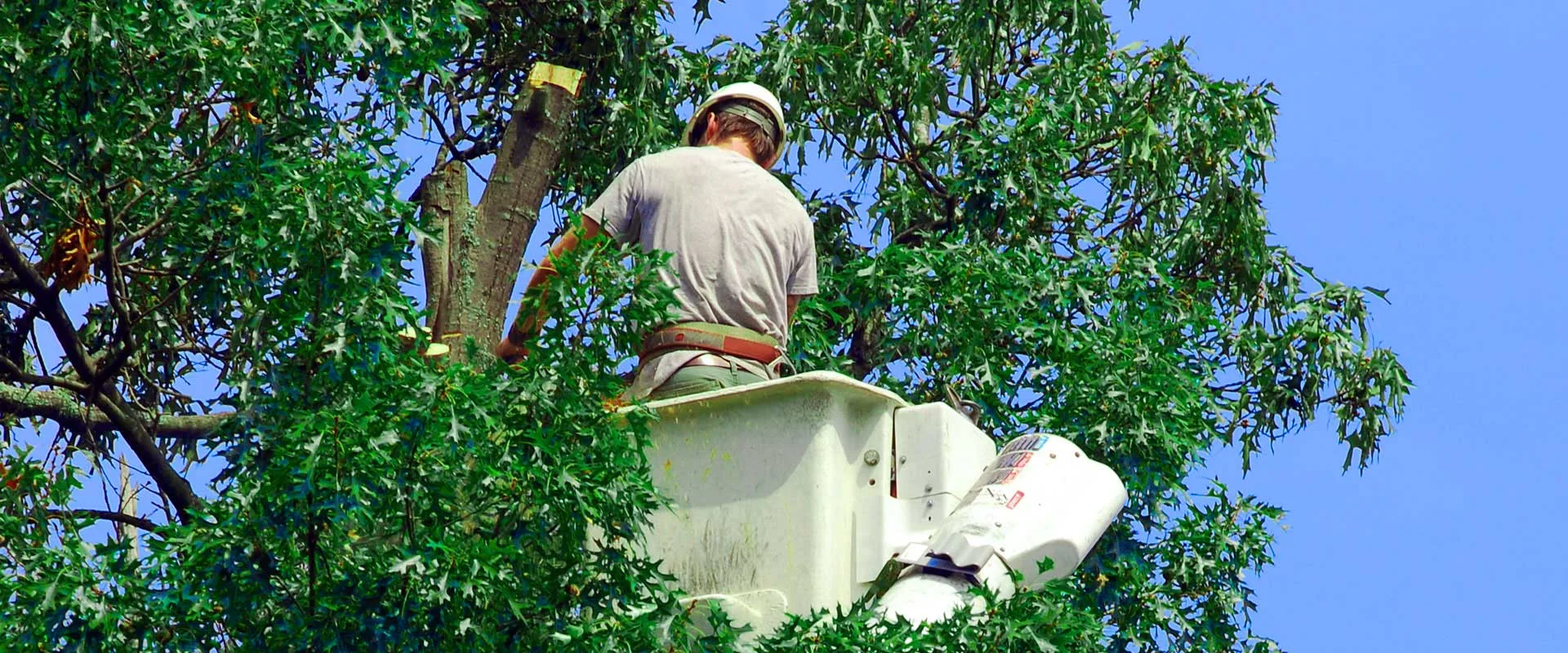 Terry's Tree Service gallery 6