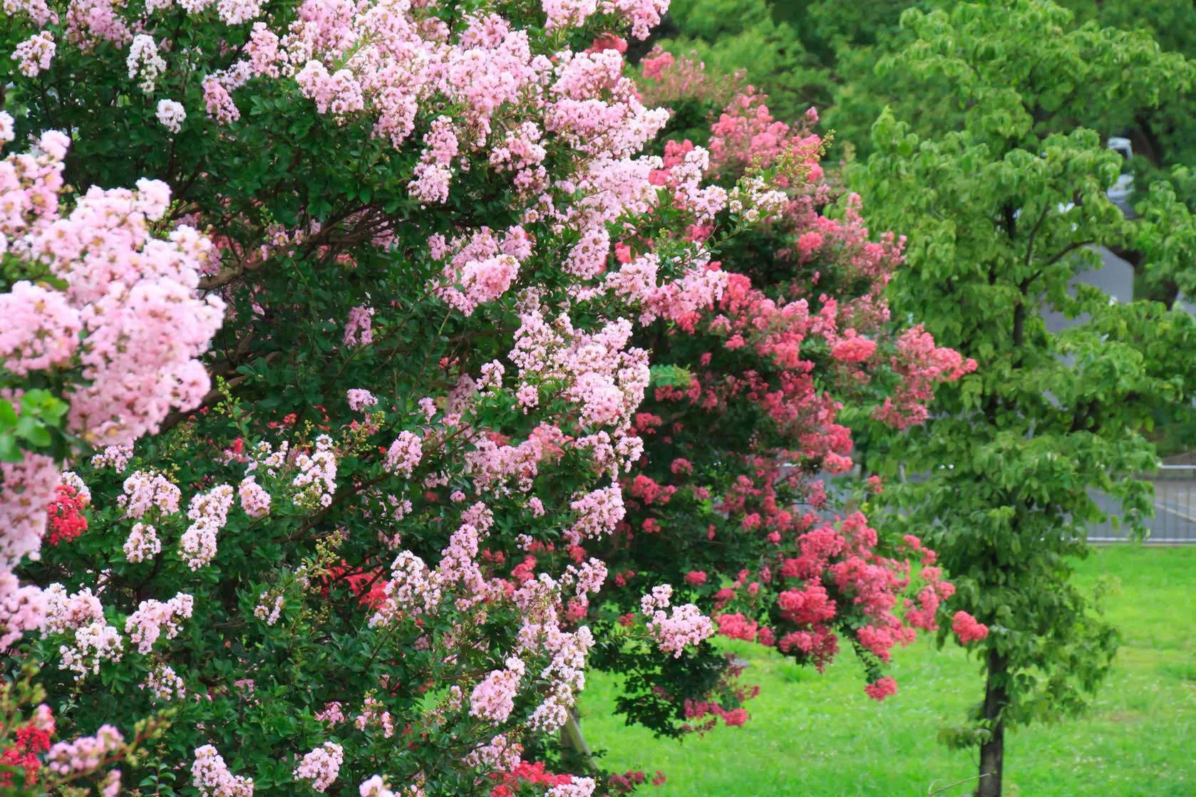Terry's Tree Service gallery 7