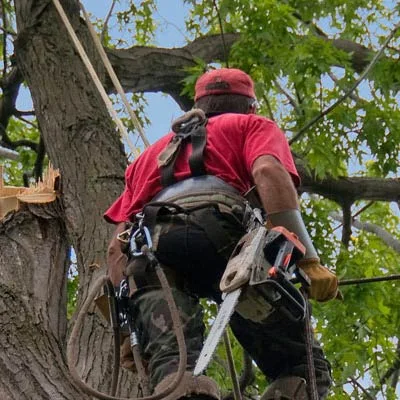 Terry's Tree Service gallery 9