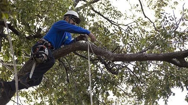 Texas Tree Surgeons work site