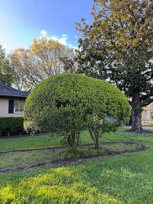 Texas Tree Surgeons gallery 2