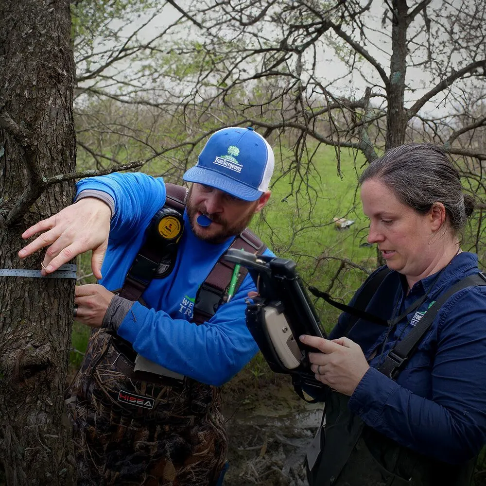 Texas Tree Surgeons gallery 5