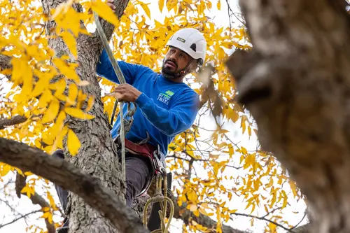 Texas Tree Surgeons gallery 6