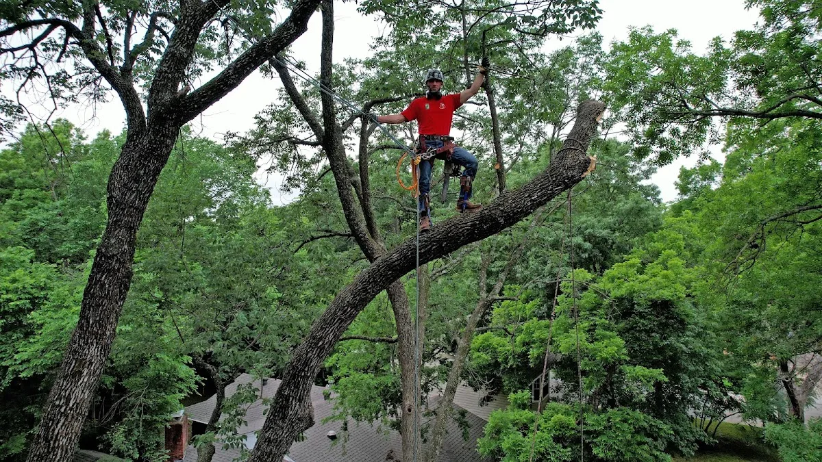 Texas Tree Transformations work site