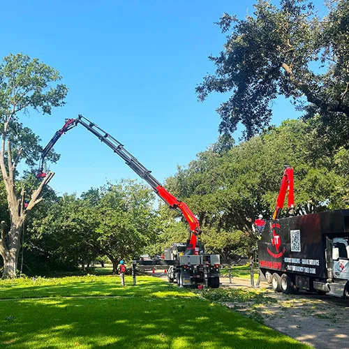 Texas Tree Transformations gallery 3