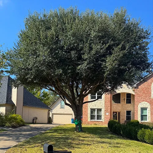 Texas Tree Transformations gallery 4