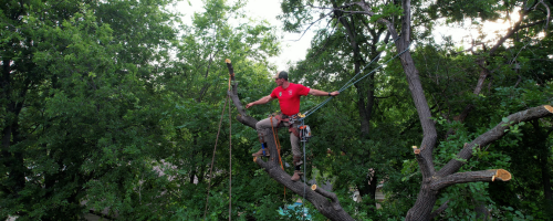 Texas Tree Transformations gallery 6
