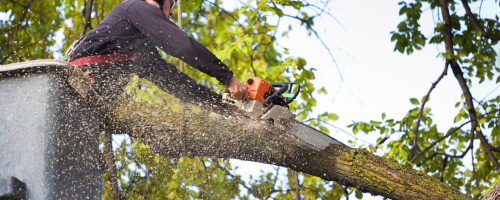 Texas Tree Transformations gallery 7