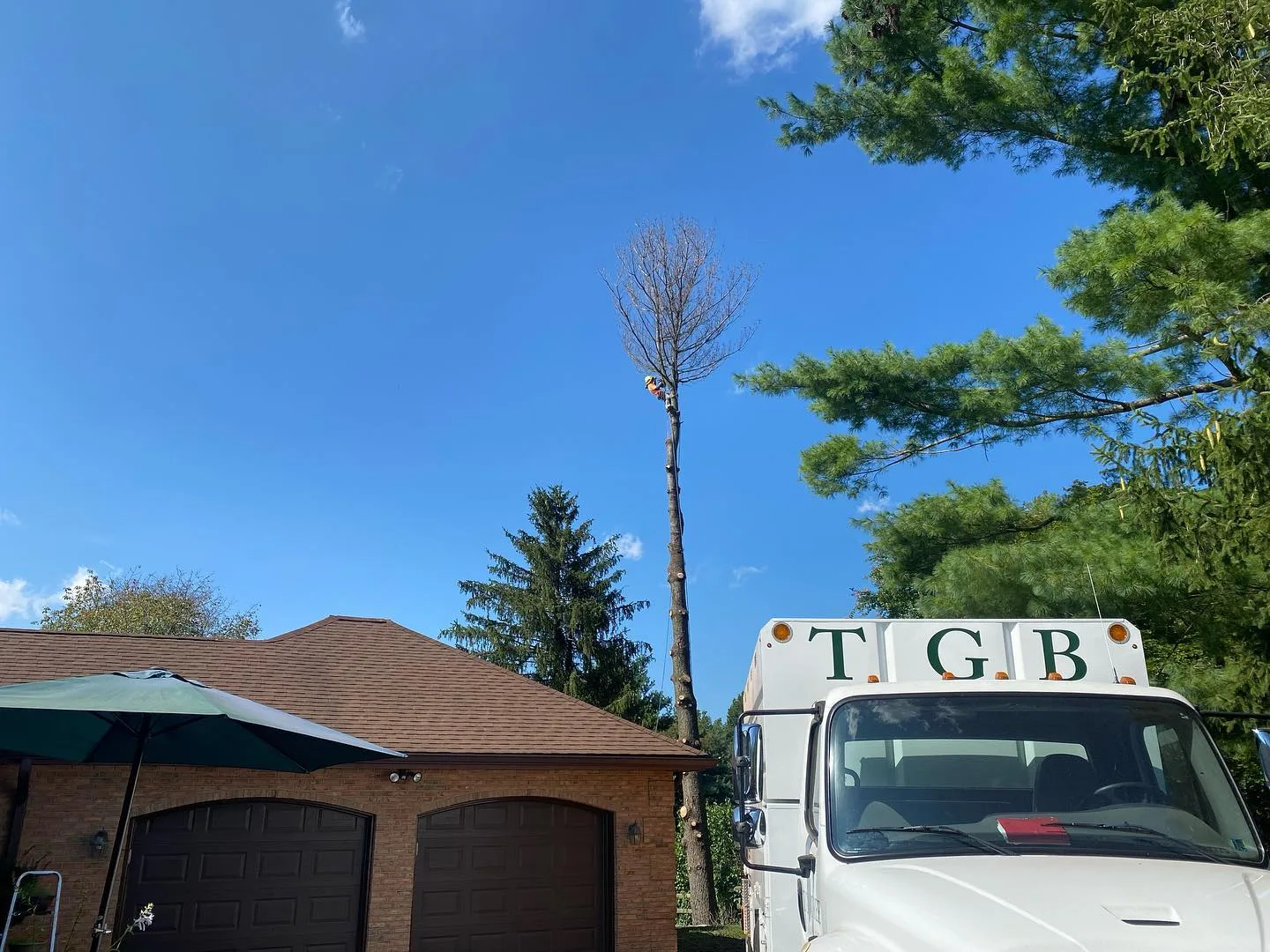 TGB Tree gallery 4