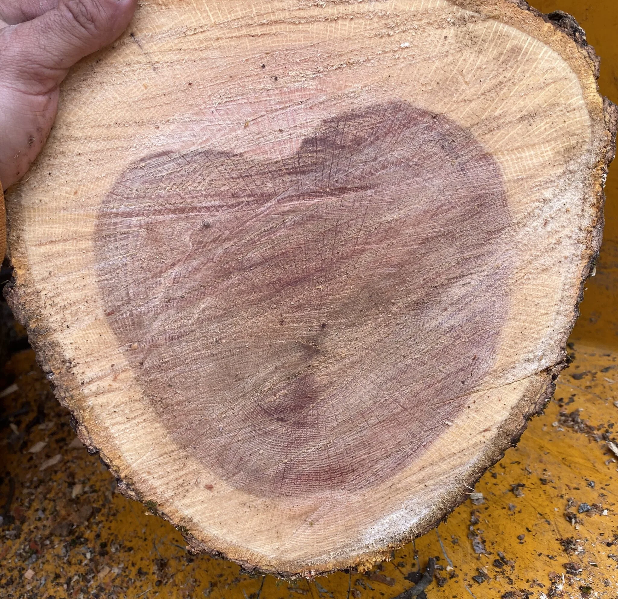 TGB Tree gallery 6