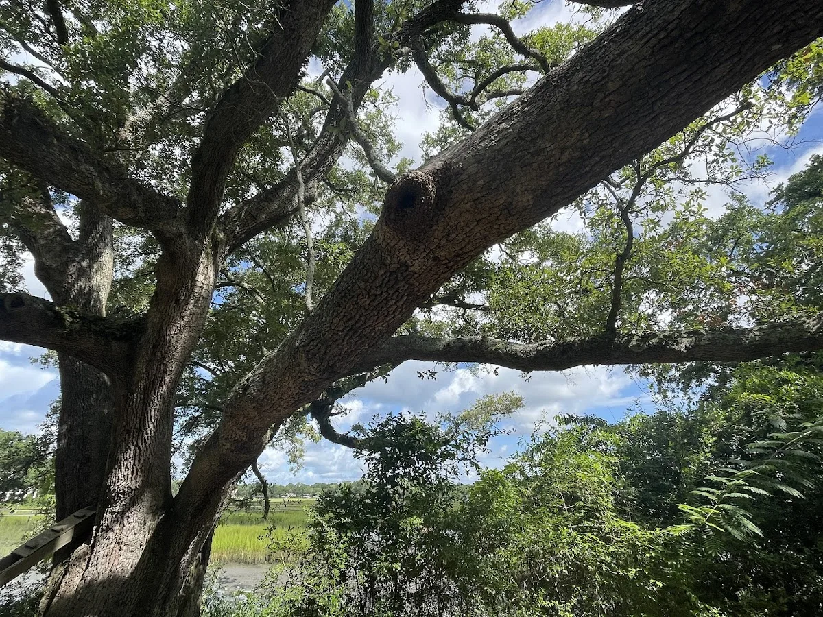 The Charleston Arborist work site