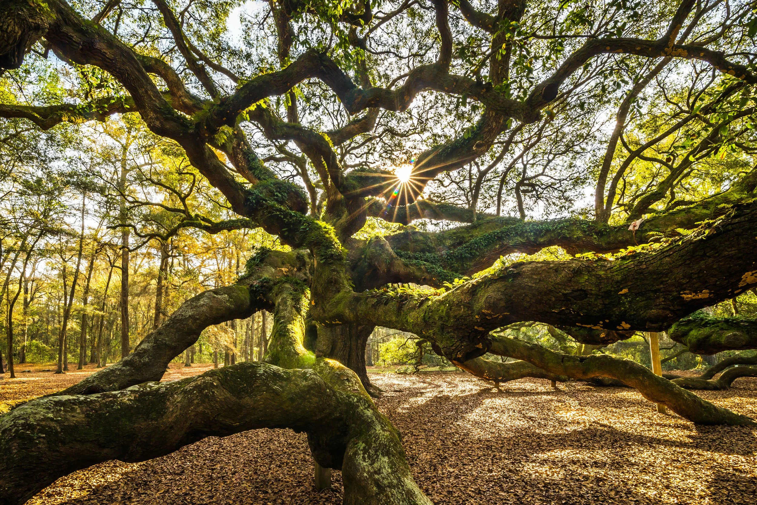 The Charleston Arborist gallery 2