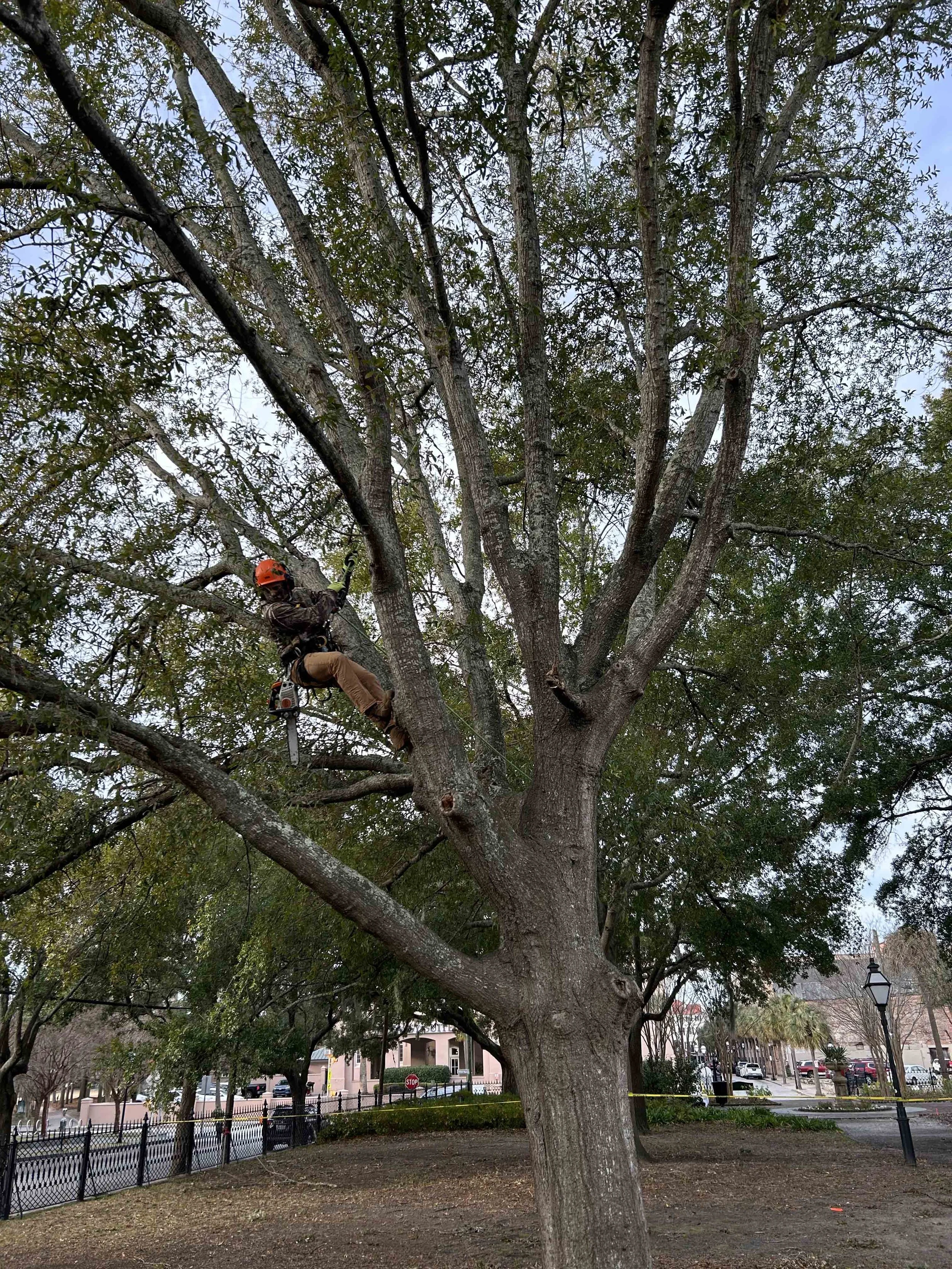 The Charleston Arborist gallery 4